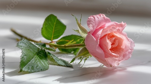 Pink rose on a white surface beside green leaves with water droplets