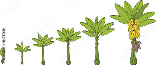 Growth stages of a banana tree from small seed and sprout to a mature fruit bearing plant with yellow bananas and green leaves