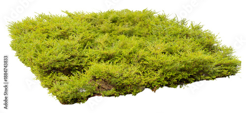 Billede på lærred This green moss mat shows a dense layer of moss that can be used for landscaping, craft projects, or as decoration