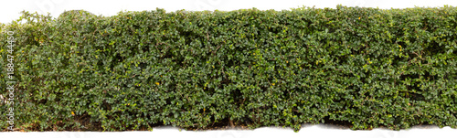 This cut out element shows a thick hedge made of green leaves suitable for graphic design, background use, or other creative projects. The hedge is uniform in shape and color