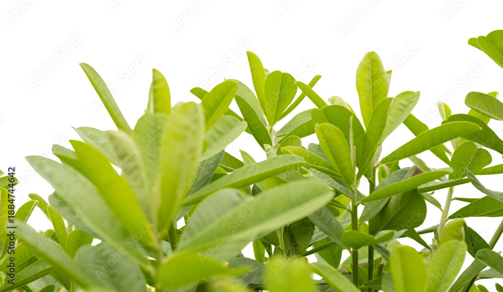Obraz premium Green leaves are arranged closely together, forming a lush and vibrant appearance. The plant shows various shapes and sizes of leaves that create a lively visual effect