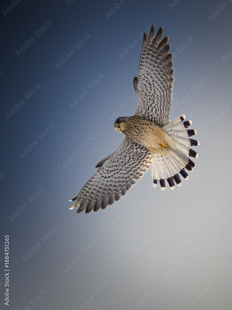 Fototapeta premium A stunning low-angle shot of a Common Kestrel (Falco tinnunculus) soaring through a clear blue sky. The falcon's wings and tail feathers are fully fanned out, showcasing intricate plumage patterns hig