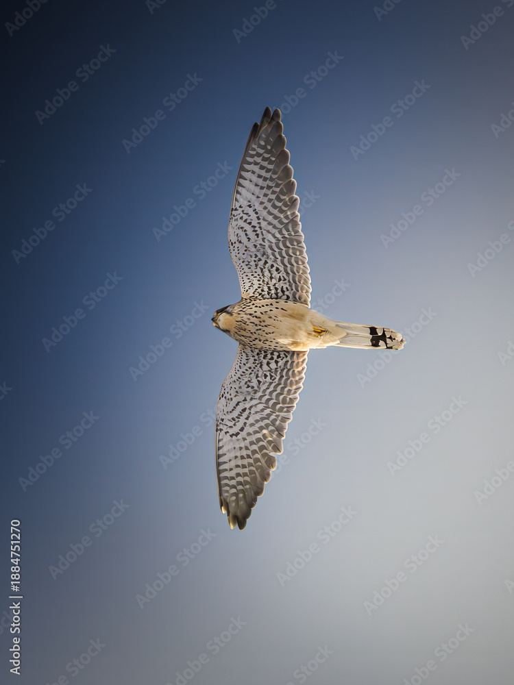 Fototapeta premium A breathtaking vertical shot of a Common Kestrel (Falco tinnunculus) soaring high in a clear blue sky. The bird is captured from a direct low-angle perspective, showing perfect symmetry in its spread