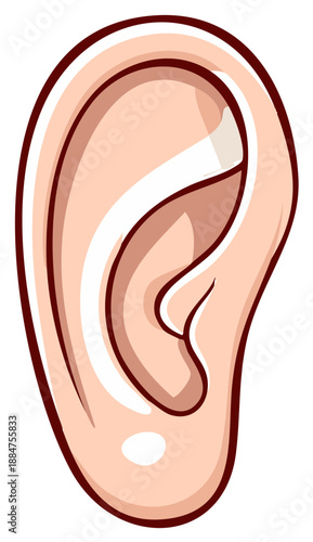 Illustration of the Human Ear Anatomy with Outlines on White - Auditory Organ