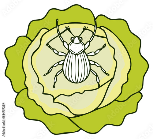 Vector Illustration of Cabbage Head with Insect Pest, Outline Bug on Cabbage, Insecticide Free Farming, Vegetable Bugs