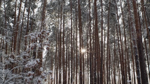 Fairytale Winter Forest. 60 Fps. ProRes 422 HQ