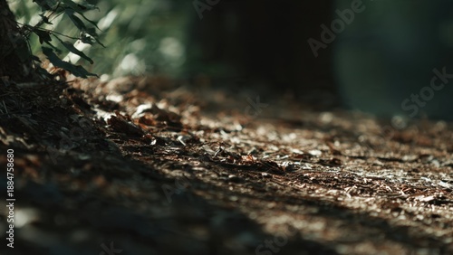 Wallpaper Mural Forest floor detail with leaves and pine needles. Torontodigital.ca