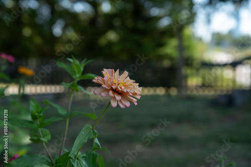 Flower blooming 