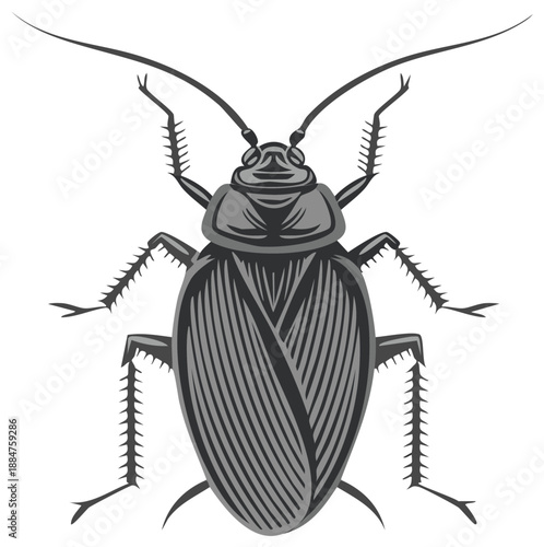 Detailed illustration of a cockroach, top view, insect graphic design.