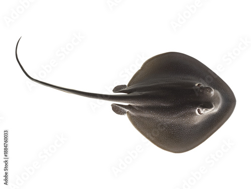 Stingray top view isolated on transparent background