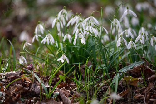 Delicate snowflake flowers blooming outdoors, showcasing nature's intricate d...