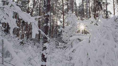 Fairytale Winter Forest. 60 Fps. ProRes 422 HQ