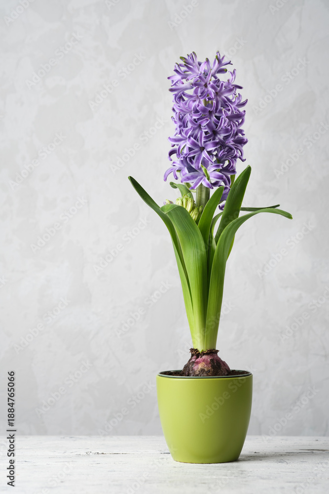 Obraz premium A vibrant purple hyacinth in a pot with leaves, set against a concrete background. Spring Hyacinthus orientalis
