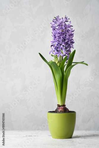 A vibrant purple hyacinth in a pot with  leaves, set against a  concrete background. Spring Hyacinthus orientalis © chamillew