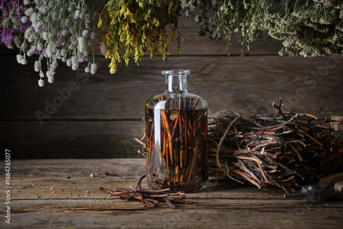 Traditional herbal medicine preparation with a glass bottle of swamp cinquefoil tincture and raw purple marshlocks roots, Comarum palustre on a rustic wooden surface.