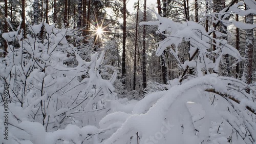 Trees covered in thick layer of snow with evening sun in Fairytale Winter Forest. 60 Fps. ProRes 422 HQ