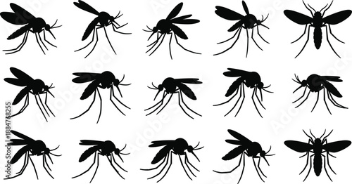 Mosquito Silhouette Collection Featuring Sixteen Unique Poses and Species Variations for Entomology, Education, and Design Use