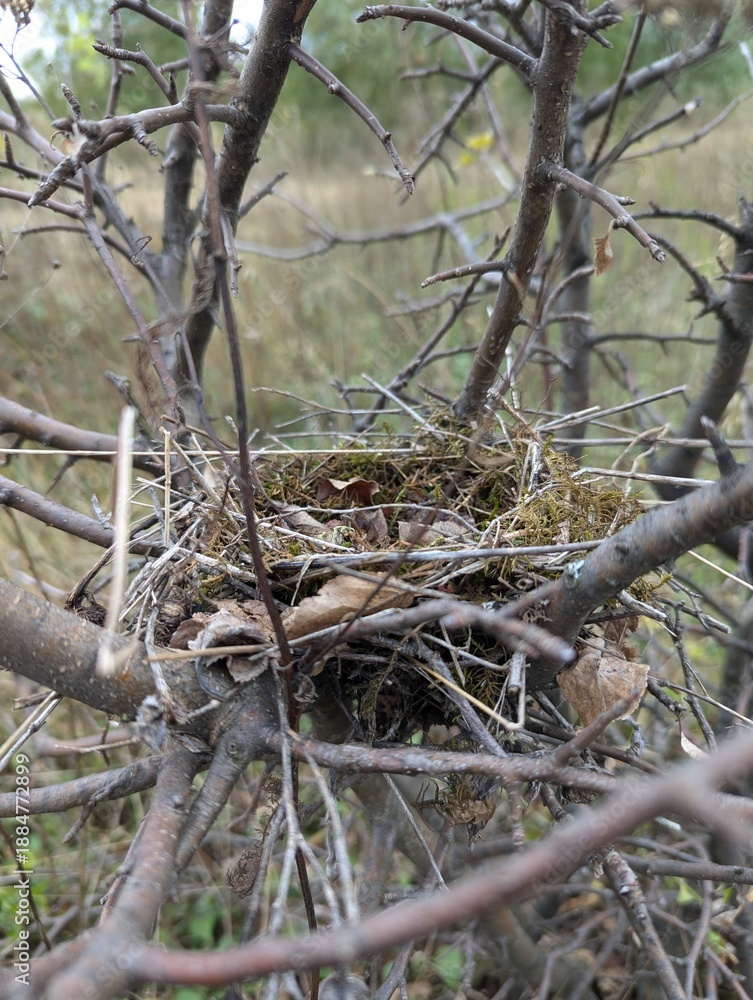 Fototapeta premium nest on tree