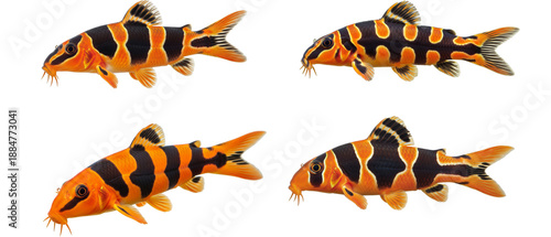 Collection of four Clown Loach fish Chromobotia macracanthus isolated on a white background.