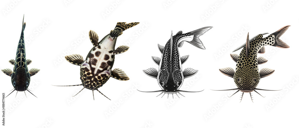 Fototapeta premium Collection of four different catfish species viewed from above isolated on a white background.