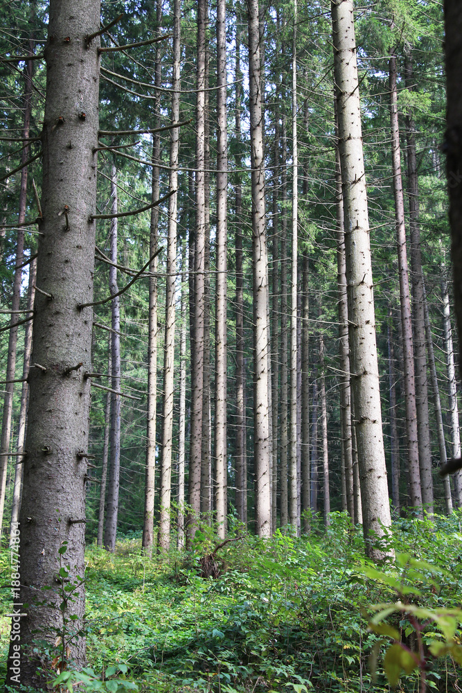 Obraz premium European spruce (Picea abies) grows in the mountainous Carpathians in Ukraine