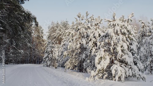 Pine forest and Fir forest with road between. 60 Fps. ProRes 422 HQ