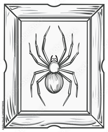 Line Art Spider Illustration in Decorative Wooden Frame, Insect Display