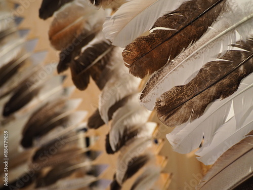 Bild auf Leinwand Traditional Eagle Feather Detail