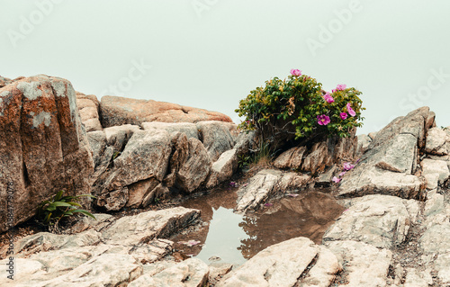 Beach Roses on Rocks