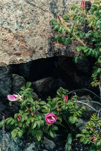 Beach Roses on Rocks