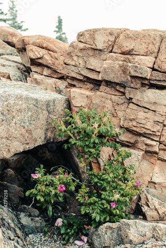 Beach Roses on Rocks