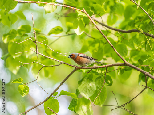 Common chaffinch, Fringilla coelebs, sits on a branch in spring on green background. Common chaffinch in wildlife.