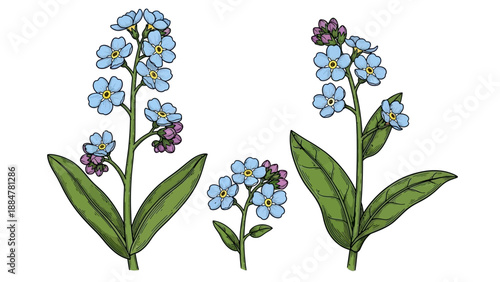 Vibrant Forget-Me-Not flowers in full bloom with lush green leaves against a simple background
