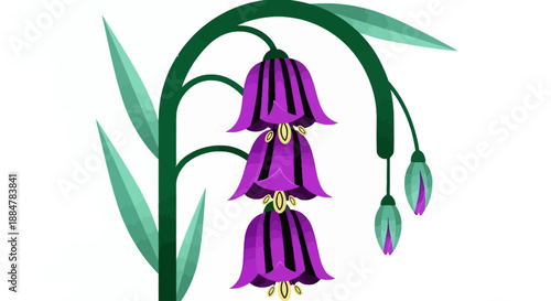 Illustration of bluebell flowers in bloom with green leaves and purple petals from a side viewpoint
