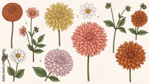 Illustration of various flowers and dahlias in different colors and stages of bloom from a front viewpoint