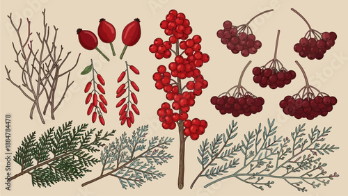 Illustration of various plants and berries displayed against a neutral background from a direct viewpoint