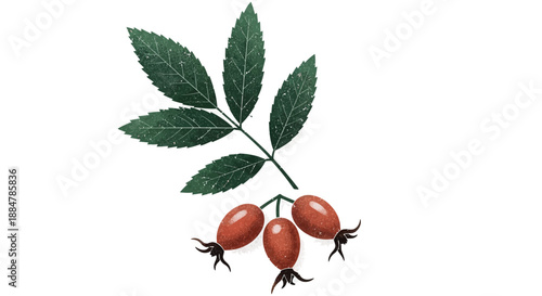 Illustration of a rose hip branch with green leaves and red fruits from a close-up viewpoint