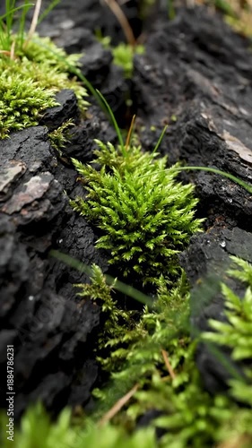 Macro Photography of Green Moss and Bark Texture, A Detailed Nature Scene