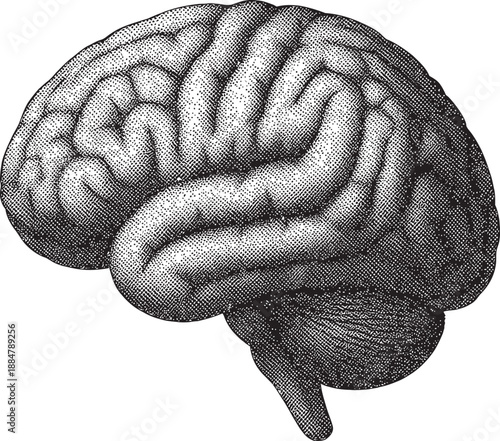 Vintage Anatomical Human Brain Illustration in Halftone Style