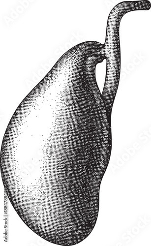 Vintage Human Gallbladder and Cystic Duct Anatomy Illustration – Monochrome Medical Sketch – Antique Style Science Art Print for Doctors, Medical Students, and Clinic Wall Decor