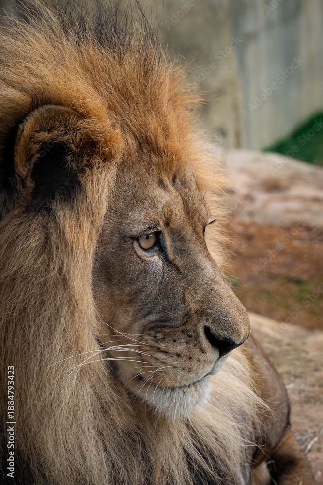 Fototapeta premium portrait of a male lion
