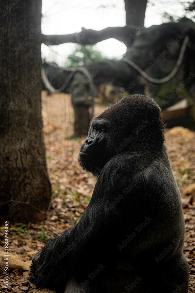 Obraz premium Gorilla looking sadly and sternly into the distance 
