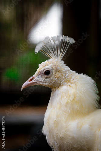 close up of a white peacock