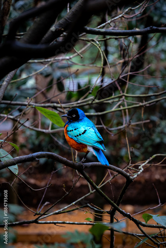 blue bird in the forest, Superb Starling 