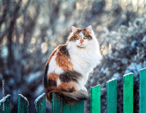 A cute tricolor fluffy cat with big yellow eyes sits on a fence in a winter s...