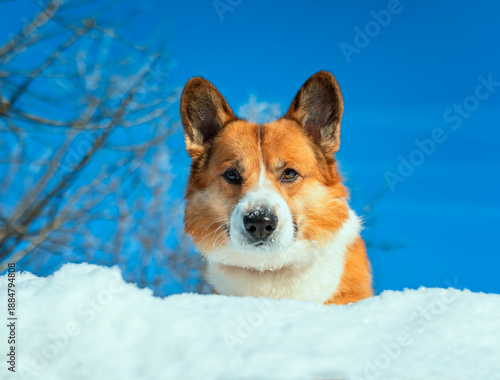 A bottom view of the face of a corgi dog against a blue sky standing in the snow