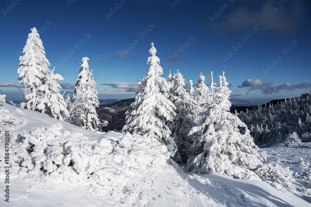Fototapeta premium Snow Covers Trees on a Winter Day in Lesser Poland