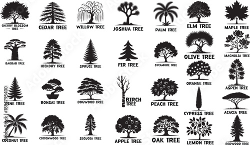 Big set of tree silhouettes with names. Vector black icons of various trees like Oak, Pine, Palm, Willow, and Bonsai isolated on white background.