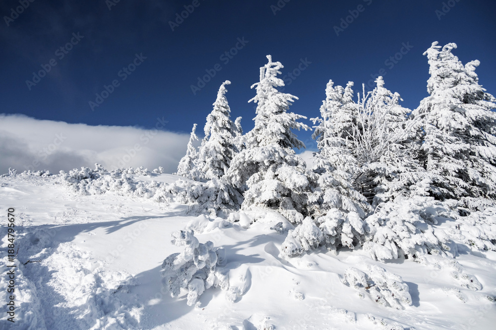 Fototapeta premium Snow Covers Trees in Forest on a Sunny Winter Day in Poland