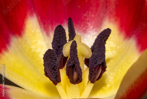 Photos Close-up of the pistil and stamens of a tulip flower